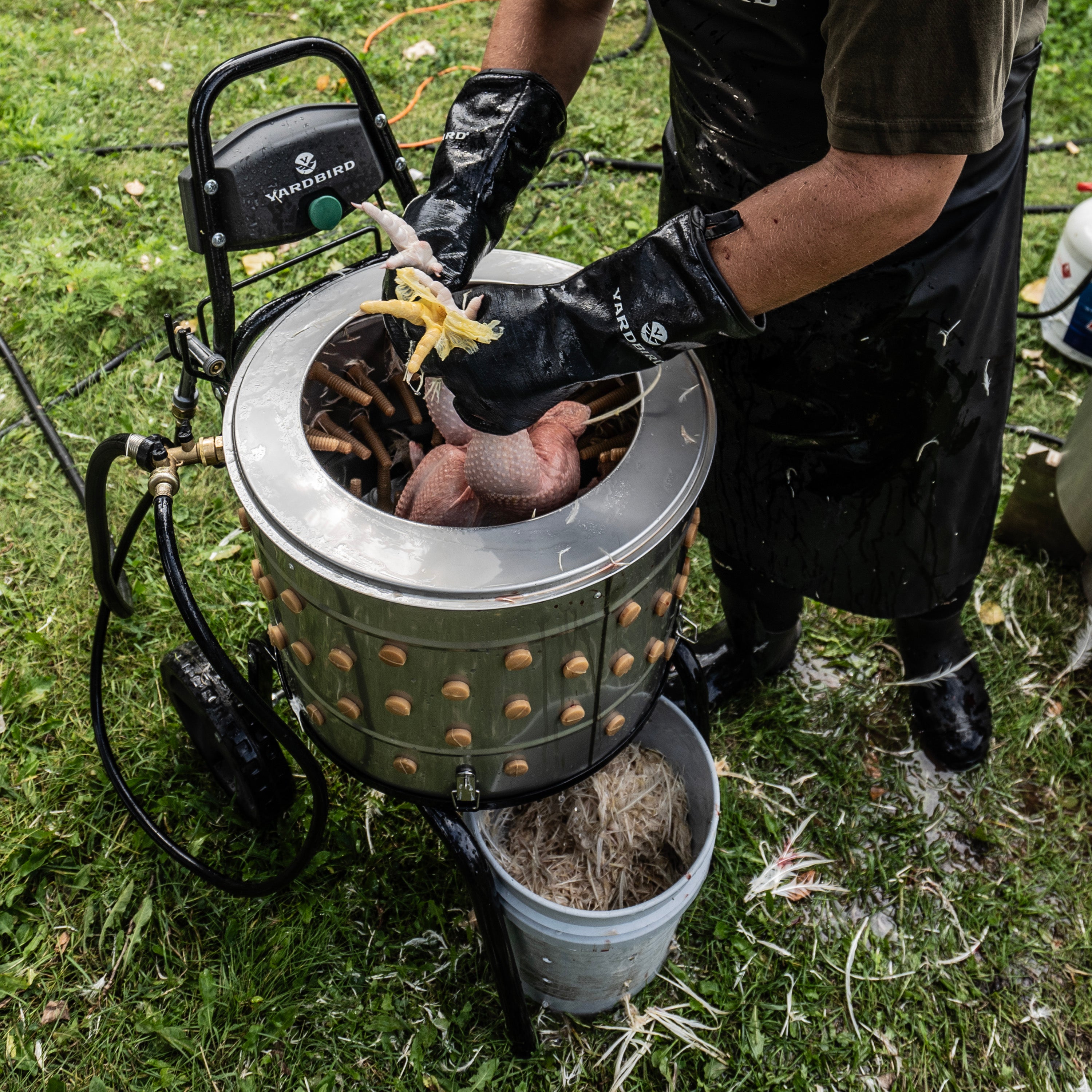 An operator in a black rubber apron and long gloves lifting a plucked chicken out of the stainless tub of a Yardbird chicken plucker set up on wet grass, with feathers collecting in a white bucket under the discharge chute and the water hose still attached